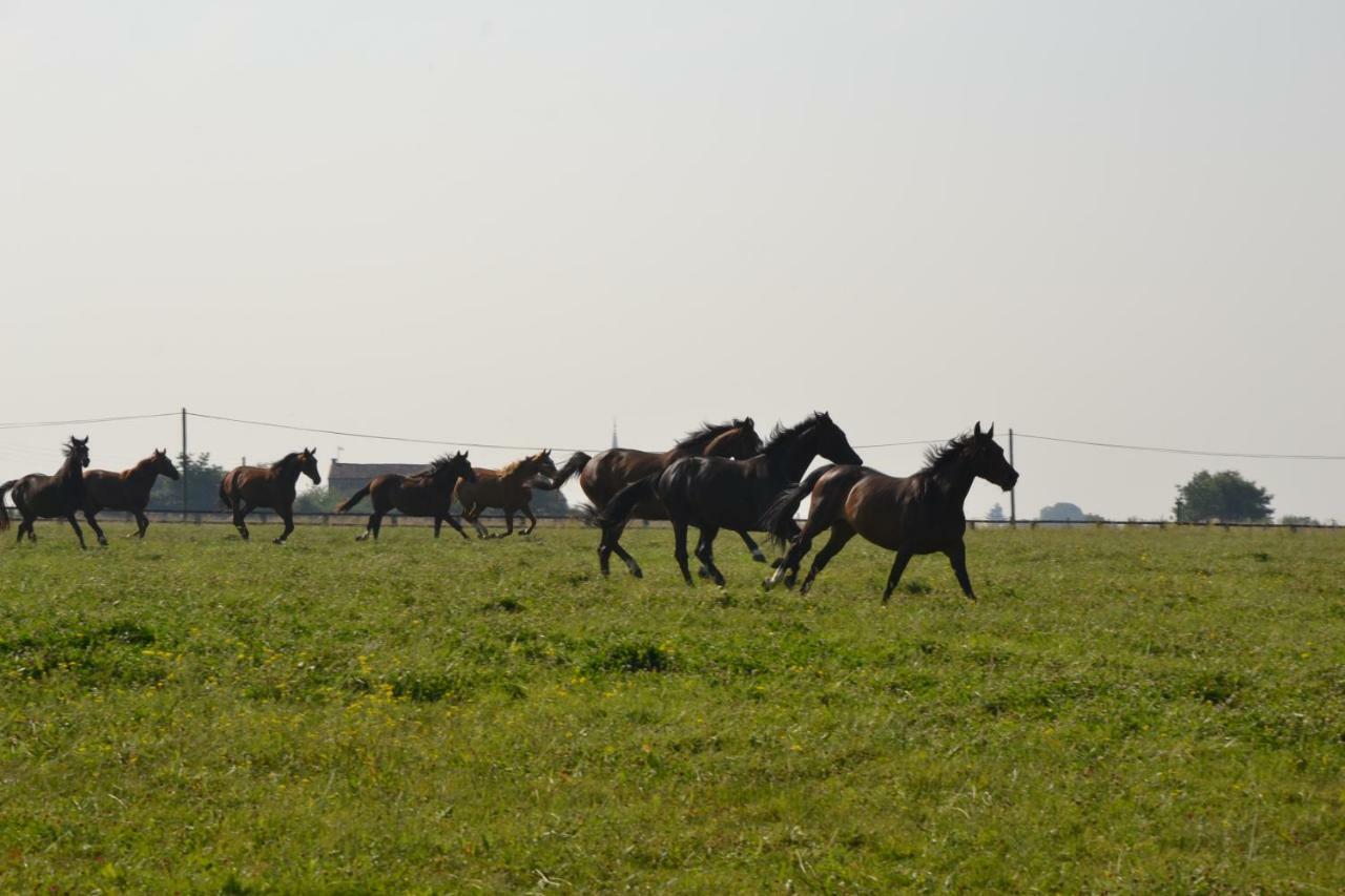 Gite Au Haras Les Aubiers Экстерьер фото