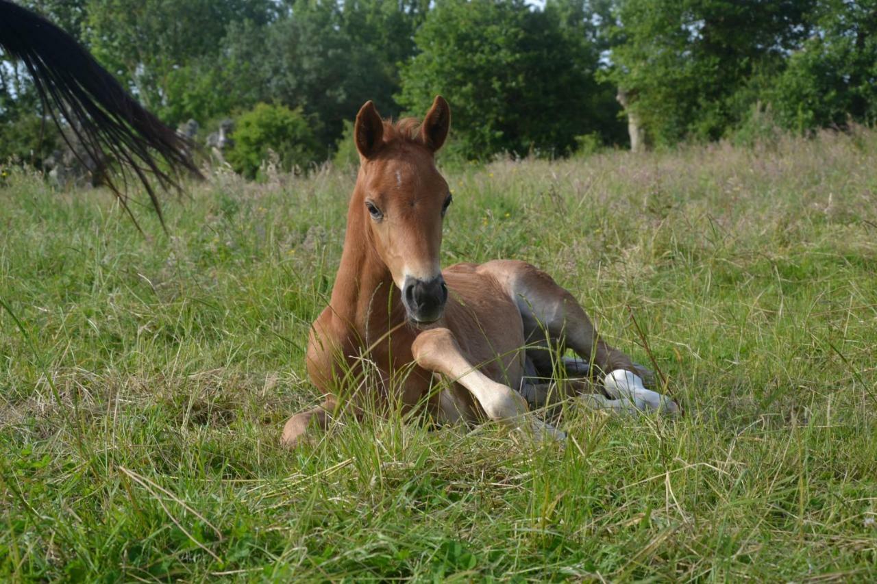 Gite Au Haras Les Aubiers Экстерьер фото